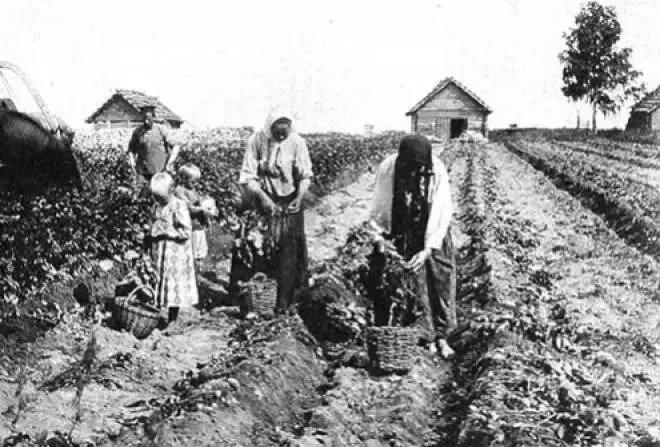 Что русские выращивали в огороде до появления картошки
