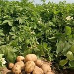 Как производится выращивание картофеля по различным технологиям