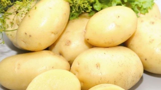 Картофель Импала — описание сорта, фото, отзывы