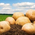 Картофель кемеровчанин характеристика и выращивание