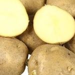 Картофель Колобок: характеристики сорта, как хранить, отзывы