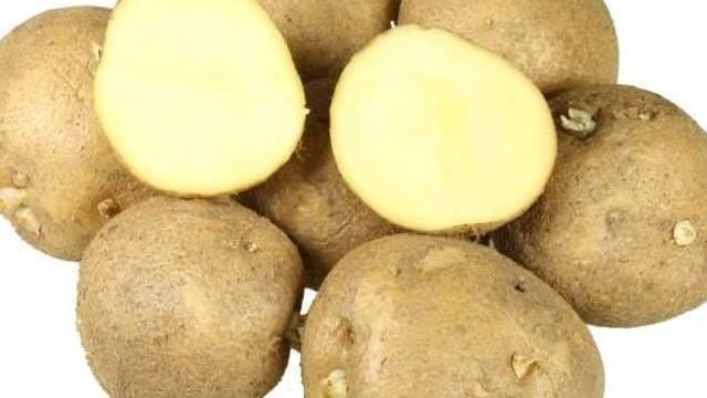 Сорт картофеля Колобок: фото, отзывы, описание, характеристики