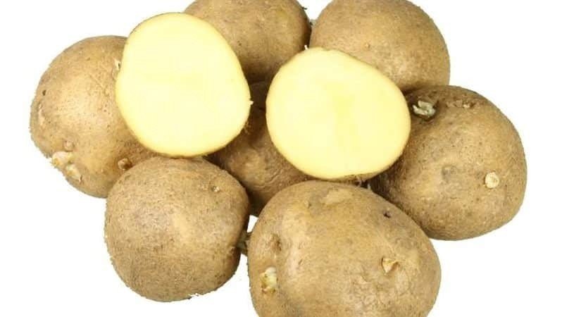 Сорт картофеля лакомка