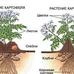 Картофель Красавчик: характеристики сорта, урожайность, отзывы