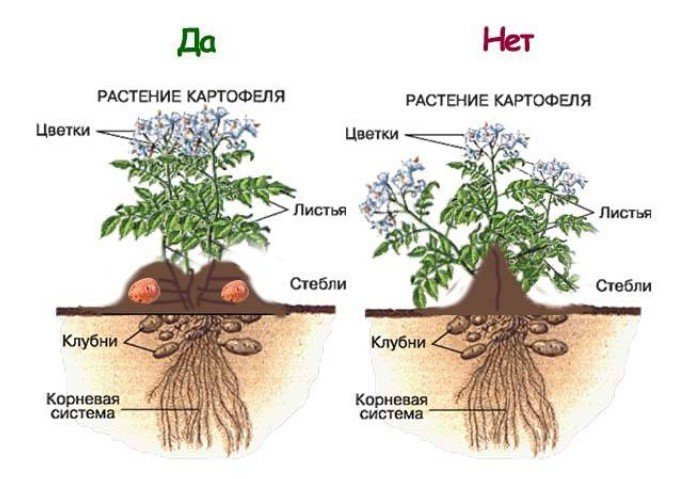 Тип корневой системы у картофеля