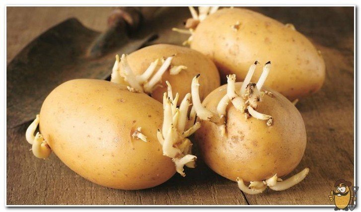Израстание клубней картофеля