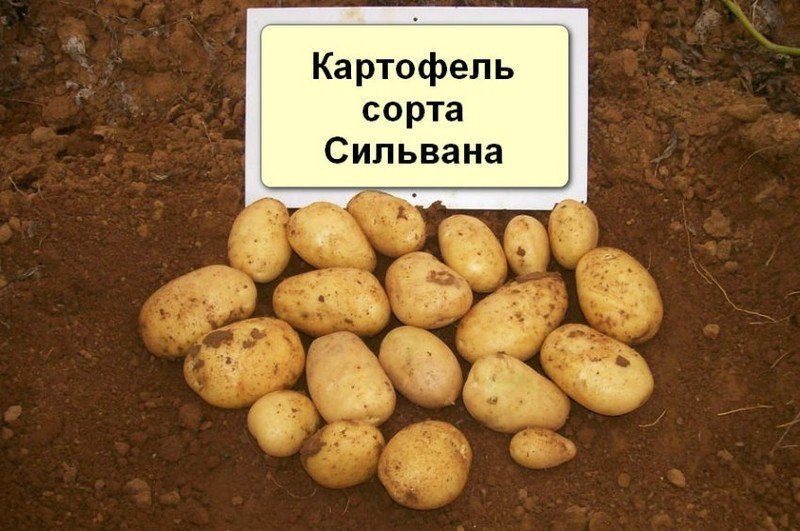 Сорт картофеля селиввна