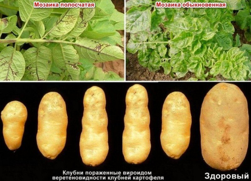 Веретеновидность клубней картофеля