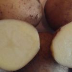 Картофель сорта Зорачка: описание, урожайность, выращивание