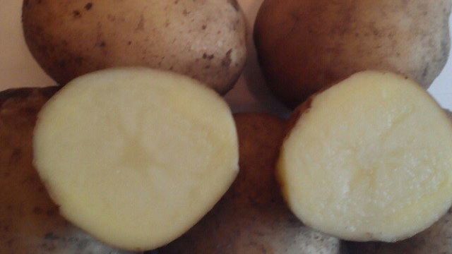 Картофель Зорачка: описание и характеристика сорта, урожайность, отзывы, фото