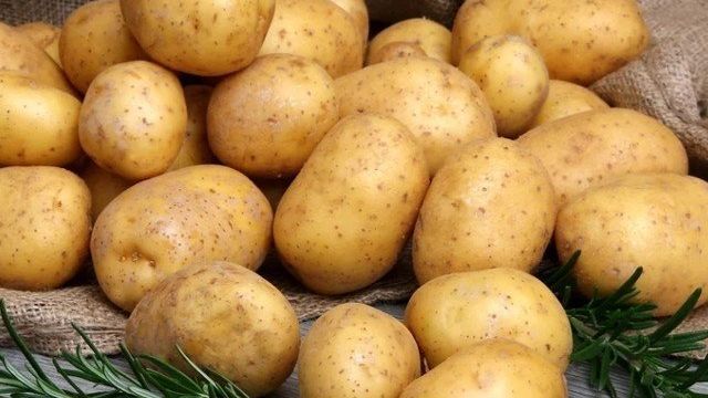 Лучшие сорта картофеля — для Подмосковья, для средней полосы России, для Черноземья