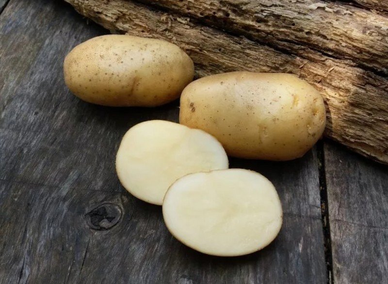 Семенной картофель невский