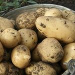 Описание и характеристика сорта картофеля Чародей