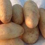 Описание и характеристики сорта картофеля Голландка