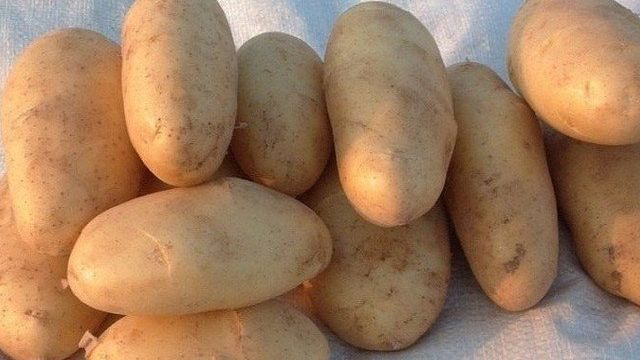 Описание и характеристики сорта картофеля Голландка