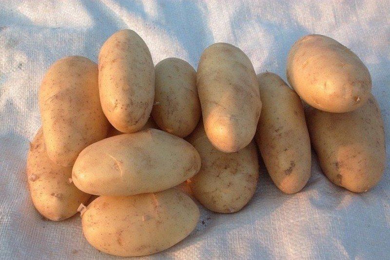 Семенной картофель голландка