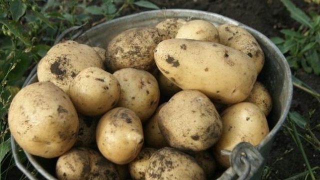 Описание сорта картофеля Чародей, его характеристика и урожайность