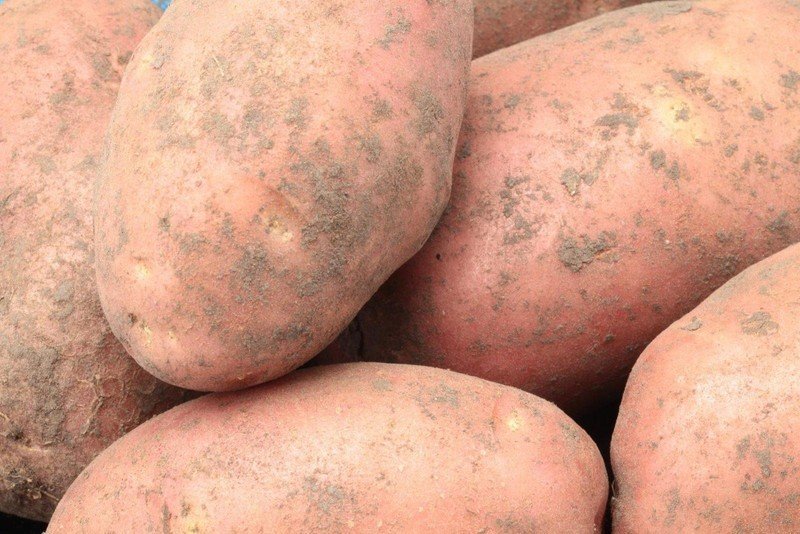 Картофель сибирский лапоть