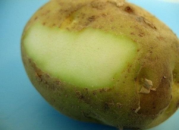 Зеленый картофель соланин