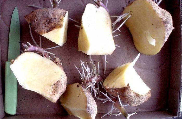 Разрезать картофель посадка