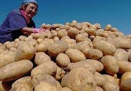 Крупный неурожай картофеля в стране