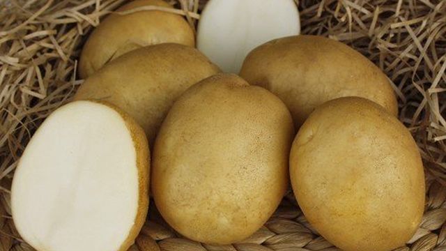ᐉ Сорт картофеля «Лидер» – описание и фото