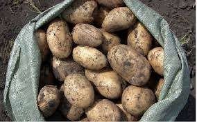 Сорт картофеля бабынинская