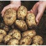 Сорт раннего картофеля «Сорокодневка»: характеристика, описание, урожайность, отзывы и фото