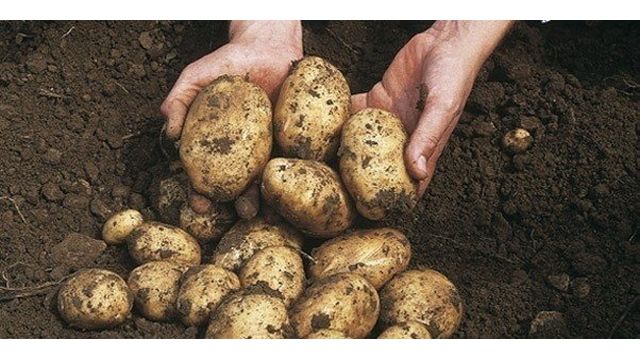 Характеристика, описание, урожайность, отзывы и фото сорт картофеля «Сорокодневка»