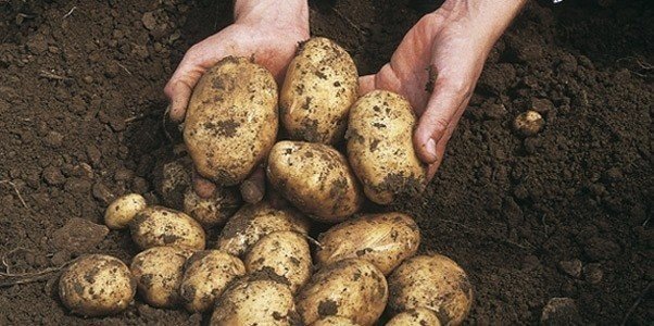 Сорокодневка сорт картофеля
