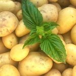 Спрос на картофель: выгоден ли бизнес по выращиванию картофеля