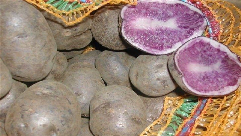 Фиолетовый картофель здравень