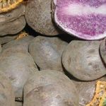 Среднеранний столовый сорт картофеля Гурман фиолетового цвета