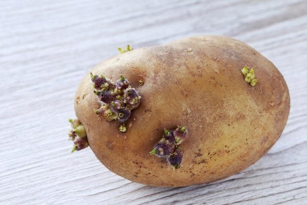 Почернение ростков картофеля