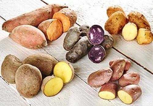 Хозяйственно ботанические сорта картофеля