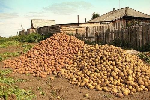 Картошка в деревне