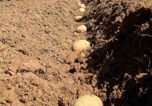 Температура земли для посадки картофеля