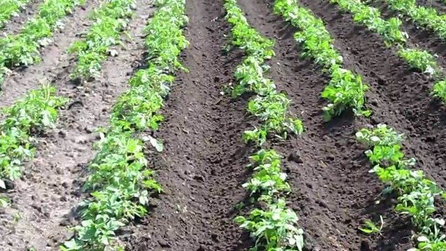 Винета сорт картофеля — легкий способ собрать ранний урожай