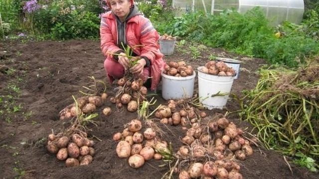 Вкусный и урожайный картофель «Луговской»
