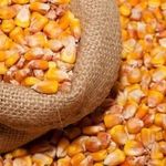Что такое фуражная кукуруза, как её выращивают и куда применяют