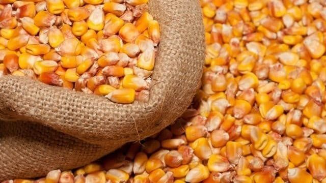 Кукуруза фуражная: что это такое, чем она ценна, как выращивается и где применяется, чем отличается от пищевой