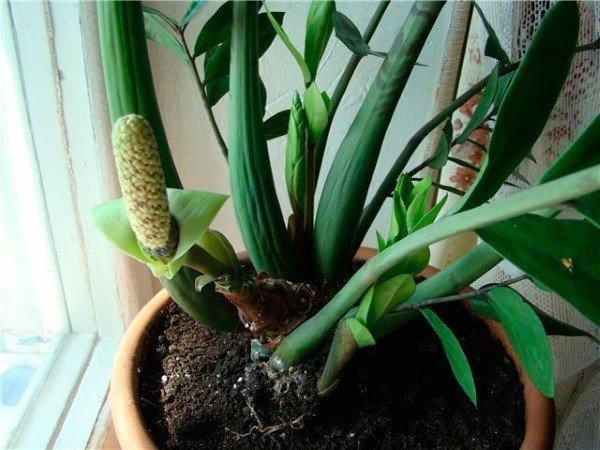 Комнатное растение замиокулькас