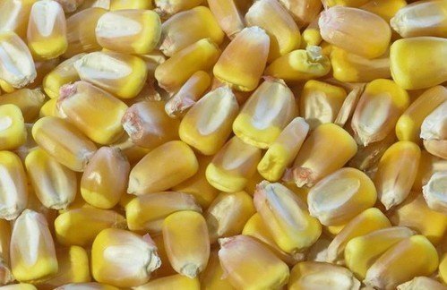 Кукуруза стекловидное зерно