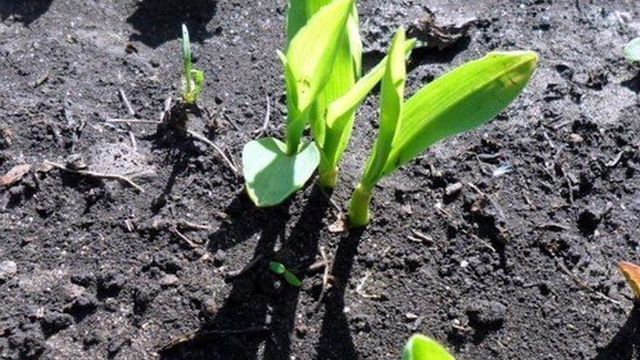 Как правильно собирать семена кукурузы