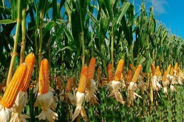 Кукуруза культурное растение