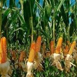 Как вырастить кукурузу? Пошаговые инструкции