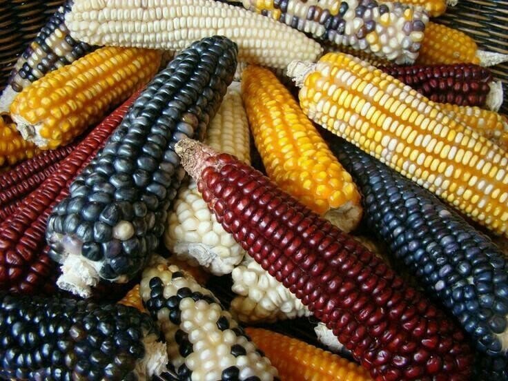 Кукуруза в початках сорта