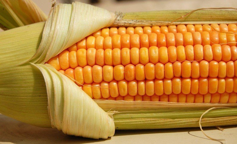 Кукуруза зерно макро