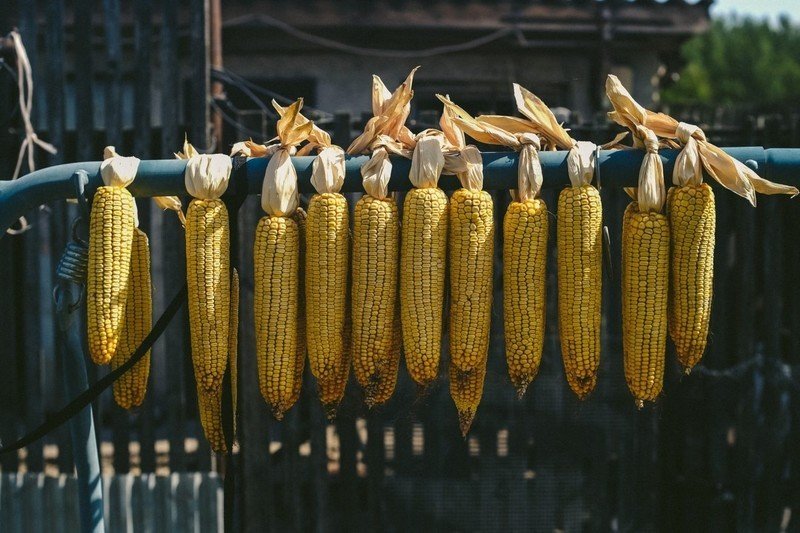 Высушенные початки кукурузы