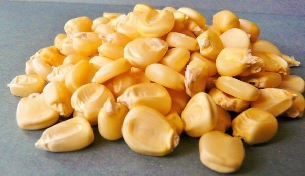 Кукуруза на зерно
